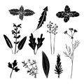 Set of hand drawn black herbs, s, objects