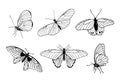 Set of hand drawn black outline butterflies on white background