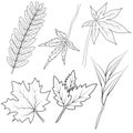 Set of hand-drawn black and white autumn falling leaves - rowan, chestnut, oak, aspen, maple, ginkgo, sketch style vector Royalty Free Stock Photo