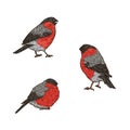 Winter bullfinches collection