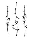 Set of hand drawn brush paint chicory. Vector succory flowers. Black isolated on white background.