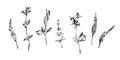 Set of hand drawn brush paint weed plants. Grunge style abstract elements for design painted by ink. Black isolated herbs and