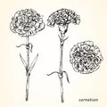 Set of hand-drawn Carnations, vector Royalty Free Stock Photo