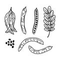 Set of hand drawn carob beans
