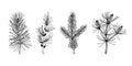 Set of hand drawn Christmas plants in sketch style isolated on white background. Vector illustration of pine, fir tree, larch, Royalty Free Stock Photo