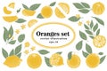 Set of hand drawn citrus illustrations, whole and cut oranges with leaves in sketch style. Vector vintage illustration