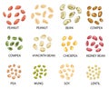 Set of hand drawn colored beans seeds. Vector illustration Royalty Free Stock Photo