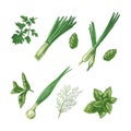 A set of hand-drawn colored sketches of herbs and seasonings. Leek, mint, parsley, dill.