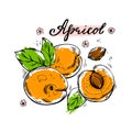 A set of hand-drawn colorful apricots on a white isolated background. Royalty Free Stock Photo