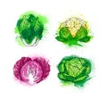 A set of hand drawn colorful bright fresh vegetables: lettuce sa Royalty Free Stock Photo