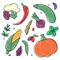 Set of hand drawn colorful vegetables and herbs. Corn, chilli, pumpkin, broccoli, squash, asparagus, onion, olives, garlic.