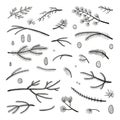 Set of hand drawn coniferous branches. Royalty Free Stock Photo