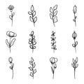 Set of Hand drawn doodle vector leaves and branches. Floral, plant elements