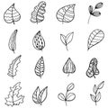 Set of Hand drawn doodle vector leaves and branches. Floral, plant elements. Vector doodles Royalty Free Stock Photo