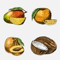 Set of hand drawn, engraved fresh fruits, vegetarian food, plants, vintage looking coconut, mango and tangerine