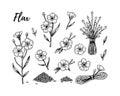 Set of hand drawn flax flowers, branches and seeds. Vector illustration in sketch style for linen seeds and oil packaging Royalty Free Stock Photo