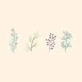 Set of hand drawn floral elements. doodle plants with leafs, vector flowers collection Royalty Free Stock Photo