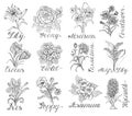 Set of hand drawn flowers with calligraphy lettering