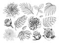 Set of hand-drawn flowers and leaves. Chrysanthemum, rose, carnation, peony, palm, monstera. Royalty Free Stock Photo