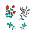 Set of hand-drawn flowers, plants and berries. Vector Illustration. Garden story collection