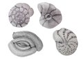Set of hand drawn foraminifera Royalty Free Stock Photo