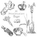 Set hand drawn of Ginger roots, lives and flowers in black color isolated on white. Bottle, mortar, pestle. Retro