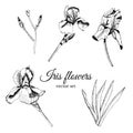 Set with hand drawn graphic sketch of summer flowers iris with leaves and bud.