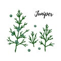 Set of hand drawn green juniper branch with berries isolated on white background. Vector illustration in sketch style Royalty Free Stock Photo