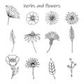 Set of hand drawn herbs, leaves and flowers on a white background. Botanical doodles for frames, wreaths, seamless Royalty Free Stock Photo