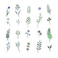 Set of hand drawn illustrations of green leaves, herbs and branches. Royalty Free Stock Photo