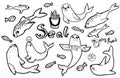 Set of hand drawn illustrations. Sea animals - seals. Adults and little fur seals swim and play with balls and fish. Line vector