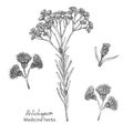 Set hand drawn of immortelle italian, Helichrysum flowers in black color isolated on white background. Retro vintage