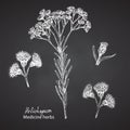 Set hand drawn of immortelle italian, Helichrysum flowers in white color isolated on chalkboard background. Retro