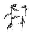 Set of hand drawn ink brush painted wild plants. Grunge style abstract elements for design. Black isolated herbs vector on white Royalty Free Stock Photo