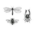 Set of hand drawn insects, dragonfly, bumblebee, stag-beetle ink illustration isolated on white