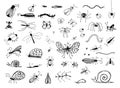 Set of Hand Drawn Insects or Small Animals Sketch Vector Illustration Isolated on White Background Royalty Free Stock Photo