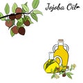 Set of hand drawn jojoba branches with fruits, flowers and leaves.