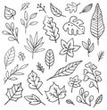 Set of leaves doodle