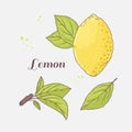 Set of hand drawn lemon and leaves. Doodle fruit for package or kitchen design Royalty Free Stock Photo