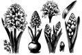 Set hand drawn line art flowers. Spring hyacinth for Easter decor garden backgrounds floral design