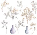 Set of hand drawn Lunaria rediviva branches and bouquets