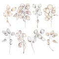 Set of hand drawn Lunaria rediviva branches