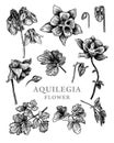 Aquilegia vulgaris flower sketch