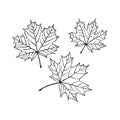 Set of hand drawn maple leaf outline. Maple leaf in line art style isolated on white background Royalty Free Stock Photo