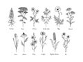 Set of hand drawn meadow flowers with names isolated on white. Vector illustration in sketch style Royalty Free Stock Photo