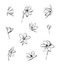 Set of hand drawn narcissus modern flowers. Outline plant silhouette brush ink painting. Black isolated vector on white background Royalty Free Stock Photo