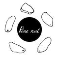 Set of hand drawn nuts. Black contour of pine nut isolated white background. Collection