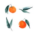 Set of hand drawn orange citrus fruits with leaves. Sketch botanical illustration painting by watercolor isolated on white