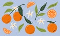 Set of hand drawn oranges fruits with leaves, branches and flowers. Vector modern botanical illustration. Set of citrus. Royalty Free Stock Photo