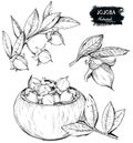 Set of hand drawn organic Jojoba branch and nuts